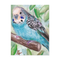 Blue Parakeet Postcard