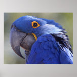 Blue Parrot Canvas Print