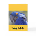 Blue Parrot Greeting Cards