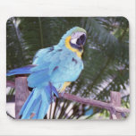 blue parrot mousepads