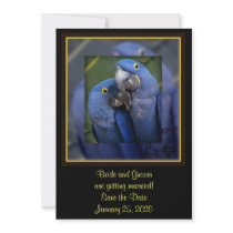 Blue Parrot Wedding