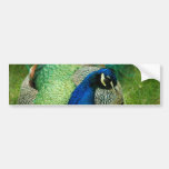 Blue Peacock Bumper Stickers