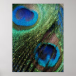 Blue Peacock Feather with Stained Glass Effect posters