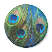 Blue Peacock Feathers