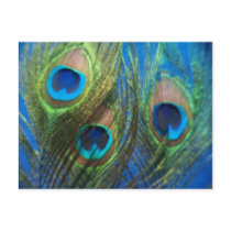 Blue Peacock Feathers