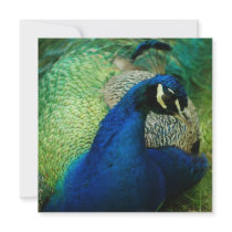 Blue Peacock Invitations