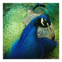 Blue Peacock Invitations