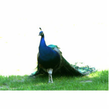 Blue peacock just grass clear sky acrylic cut out