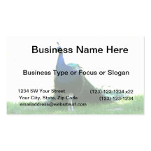 Blue peacock just grass clear sky business card