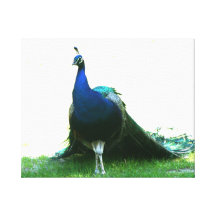 Blue peacock just grass clear sky canvas print
