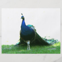 Blue peacock just grass clear sky personalized flyer