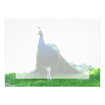 Blue peacock just grass clear sky personalized invite