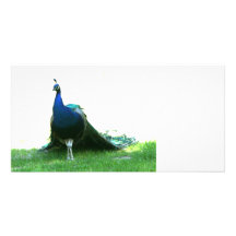 Blue peacock just grass clear sky photo greeting card