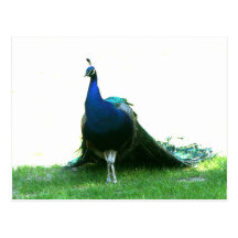 Blue peacock just grass clear sky postcards