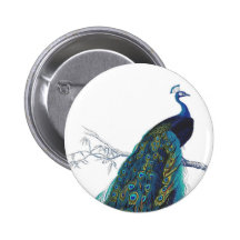 Blue Peacock with beautiful tail feathers Pinback Button