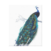 Blue Peacock with beautiful tail feathers Gallery Wrapped Canvas