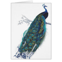 Blue Peacock with beautiful tail feathers Greeting Card