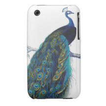 Blue Peacock with beautiful tail feathers iPhone 3 Case-Mate Cases