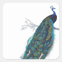 Blue Peacock with beautiful tail feathers Square Stickers