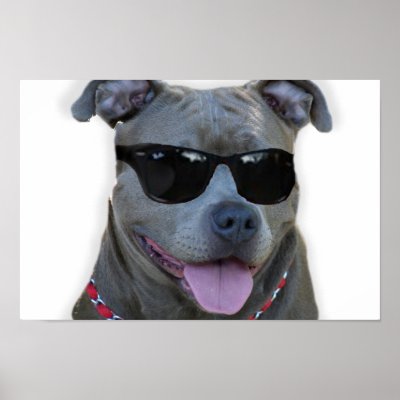 Pitbull With Glasses