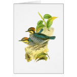 Blue Pitta Greeting Card
