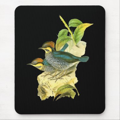 Blue Pitta Mouse Pad by JohnGould_Birds