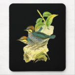 Blue Pitta mousepads