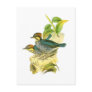 Blue Pitta Postcard