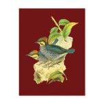 Blue Pitta Post Card
