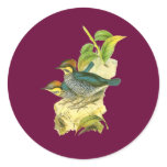Blue Pitta Sticker