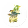 Blue Pitta Stickers
