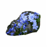 Blue Plumbago Flowers Cascade Photo Photo Cut Outs