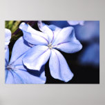 Blue Plumbago on Canvas Print