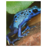 blue poison arrow frog full color flyer