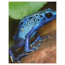 blue poison arrow frog full color flyer