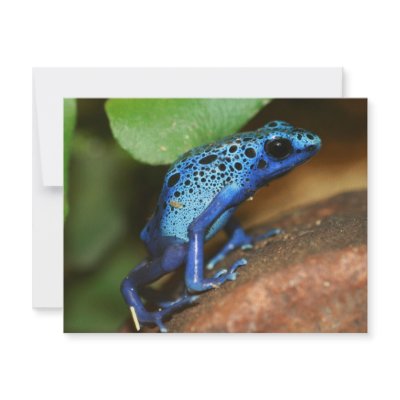 blue poison arrow frog personalized invites by taboga