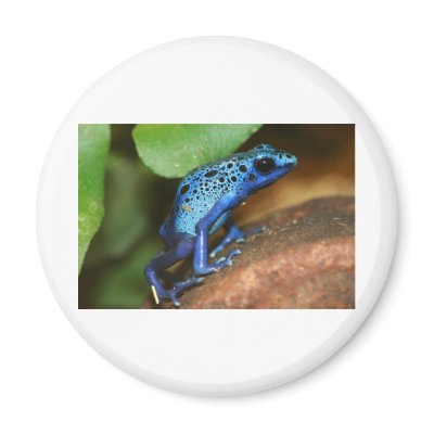 blue poison arrow frog refrigerator magnets by taboga