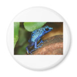 blue poison arrow frog magnets