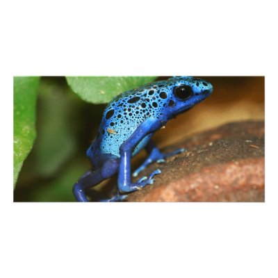 blue poison arrow frog customized photo card by taboga