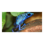 blue poison arrow frog photo cards