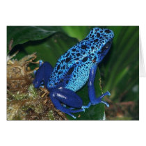 Blue Poison Arrow Frog Portrait Cards