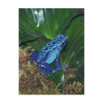 Blue Poison Arrow Frog Portrait Postcards