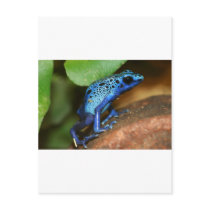 blue poison arrow frog post cards