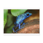 blue poison arrow frog post cards