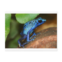 blue poison arrow frog post cards