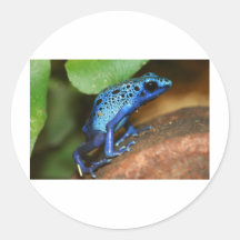 blue poison arrow frog stickers
