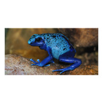 Blue Poison Dart Frog Dendrobates Azureus Picture Card