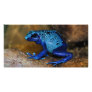 Blue Poison Dart Frog Dendrobates Azureus Picture Card