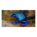Blue Poison Dart Frog Dendrobates Azureus photo cards
