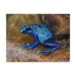 Blue Poison Dart Frog Dendrobates Azureus Post Card
